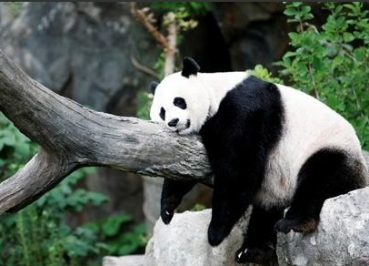 Parque Safari de Shanghái, China | Atracciones para visitar en Shanghái | Guía de viaje de Shanghái