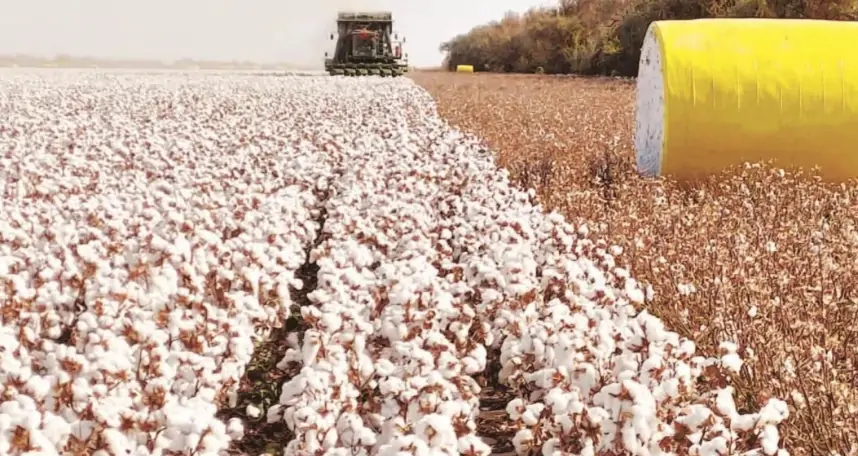Las 5 principales zonas productoras de algodón de Xinjiang, China