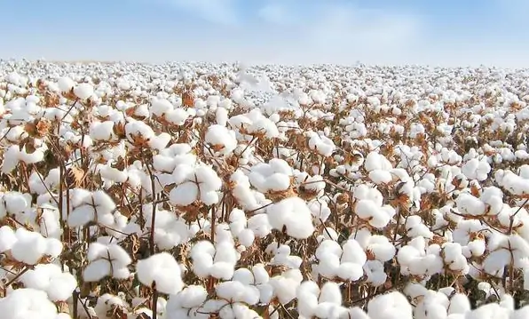 Las 5 principales zonas productoras de algodón de Xinjiang, China